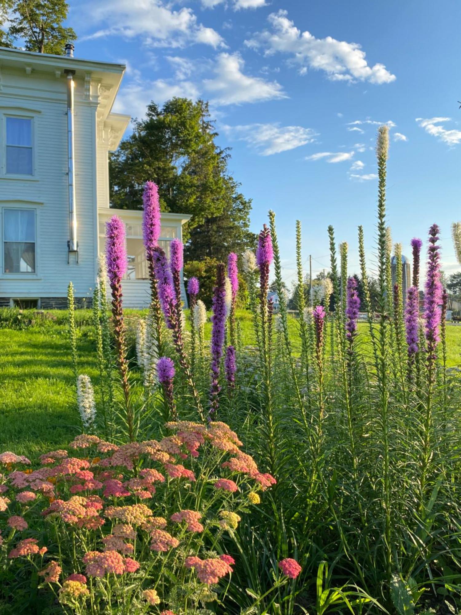 Bed & Breakfast Bloom Farm Mount Vision