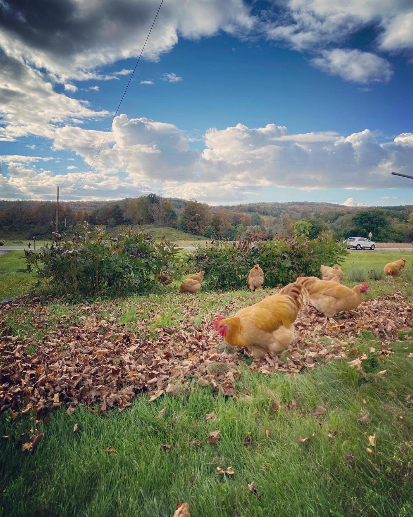 Bloom Farm Mount Vision